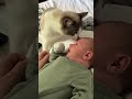 ❤️🩹#cat #trending #shortvideo