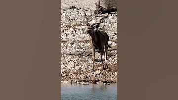 Etosha S Thirsty Giant Kudu Makes A Beeline For The Waterhole 
