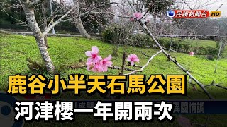 鹿谷小半天石馬公園河津櫻一年開兩次－民視新聞 