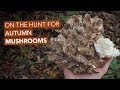 On The Hunt For Autumn Mushrooms