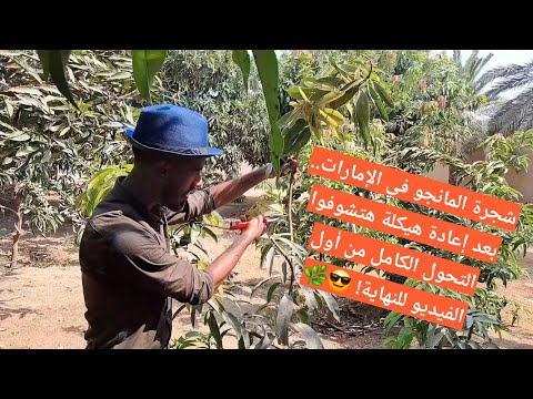 تقليم شجرة المانجو في الإمارات إعادة هيكلة هتشوفوا التحول الكامل من أول الفيديو للنهاية