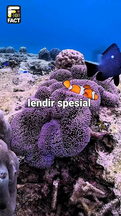 'TERNYATA NEMO BISA GANTI JENIS KELAMIN?! FAKTA MENARIK IKAN BADUT!'
