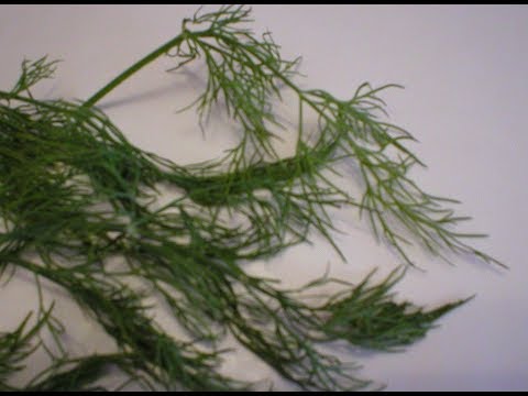 Video: How To Save Dill For The Winter