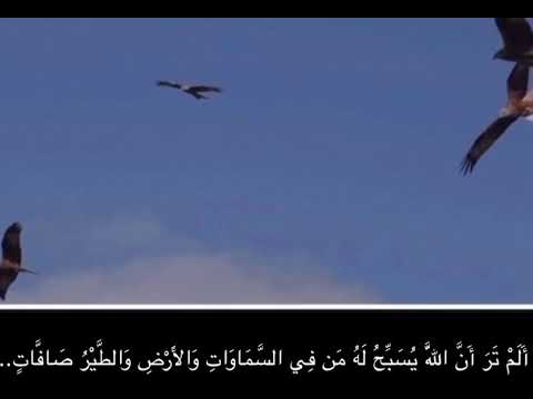 أ ل م ت ر أ ن الل ه ي س ب ح ل ه م ن ف ي الس م او ات و الأ ر ض الشيخ مختار الحاج