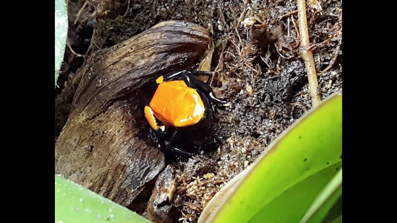 Poison Dart Frog Unboxing - Orange Splashback