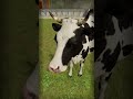 Live Cow vs Cow in Farming 22 | Sounds of Cow and Little Cow! Bazylland on the Farm #shorts