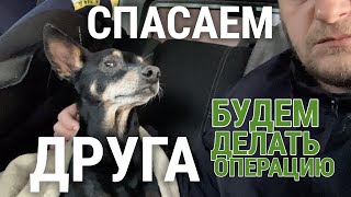 картинка: БУДЕМ БОРОТЬСЯ! БЛАГОТВОРИТЕЛЬНЫЙ ВЛОГ ДЛЯ ДРУГА