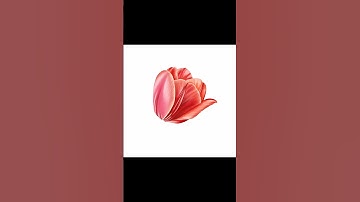 How to Draw a Tulip on Procreate 🌷 #procreate #digitalart #timelapse #shorts #tulip