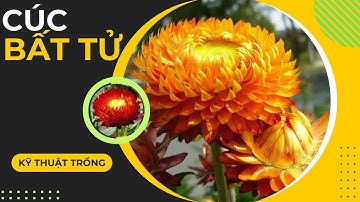 Hướng dẫn trồng hoa cúc Bất tử từ hạt giống