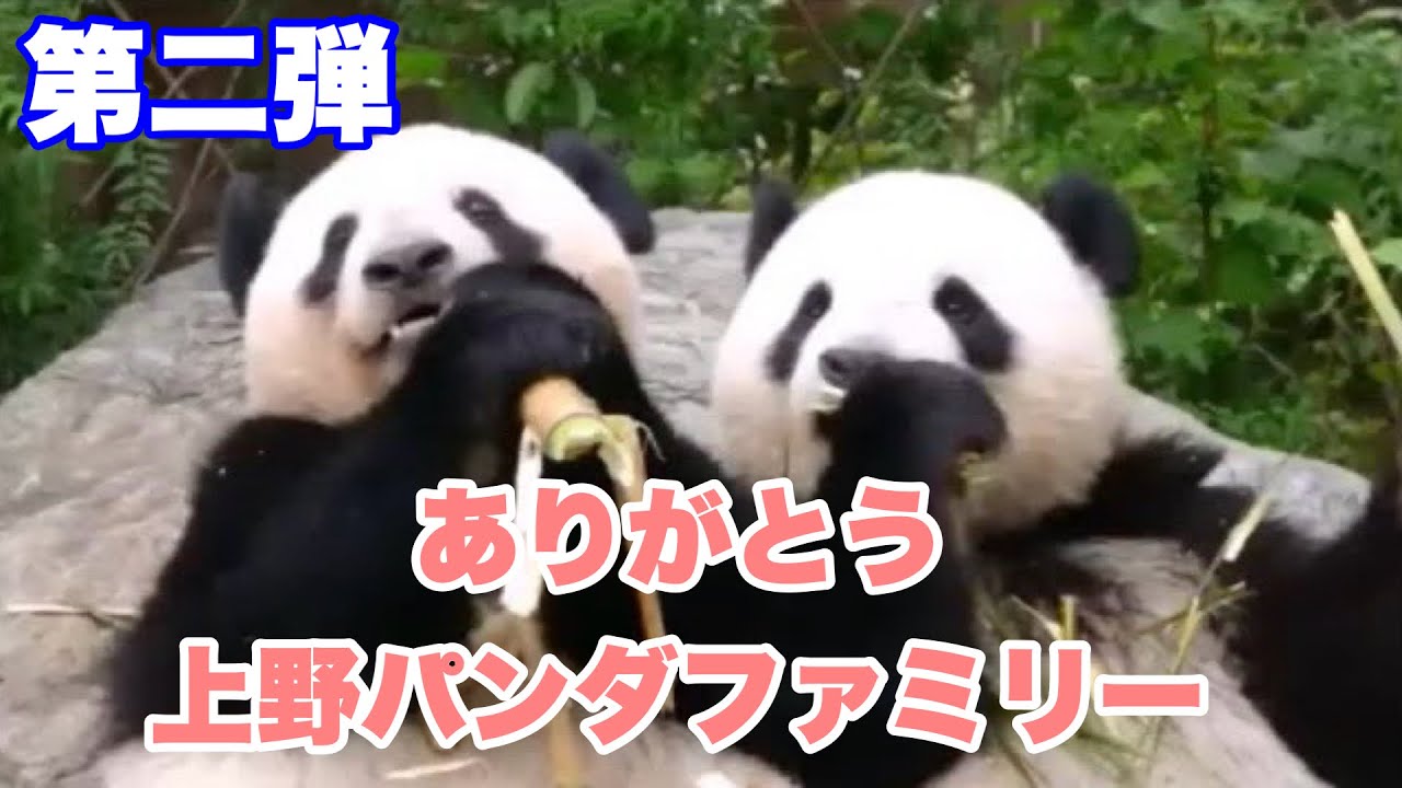 【再編集】ありがとう、上野パンダファミリープレイバック動画集・第二弾　2026.01.18