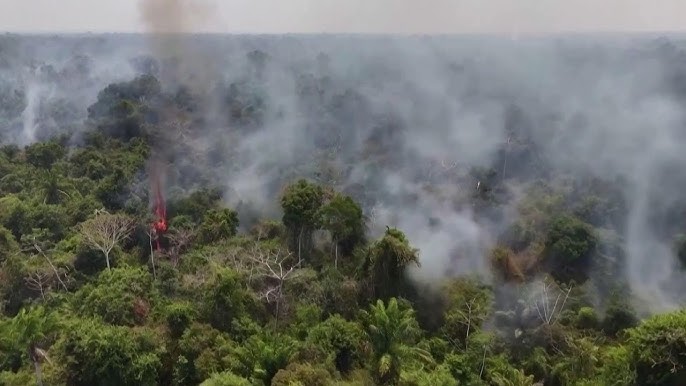 Brazil And Colombia Successfully Slow Tropical Forest Loss