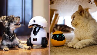 Smart Robots for Your Pet