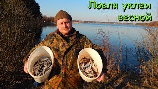 видео: ЛОВЛЯ УКЛЕЙКИ \ Рыбалка 2019 открытие.. картинка: ЛОВЛЯ УКЛЕЙКИ \ Рыбалка 2019 открытие..