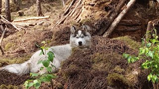 End of life a legendary shelter ! Bushcraft outdoor living alone with my dog !