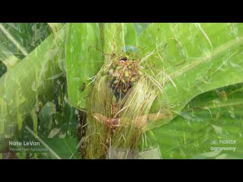 Wideo: Co to są Corn Rootworm: Informacje i kontrola Corn Rootworm