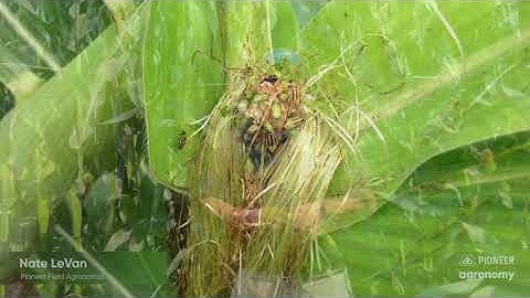 The Corn Rootworm Lifecycle | Truth in Triples