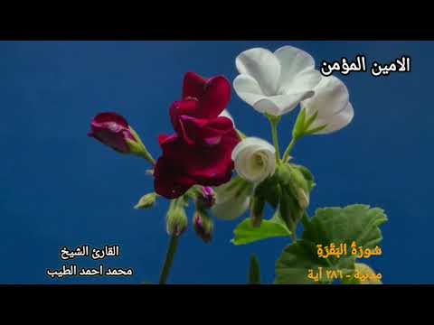 سورة البقرة كاملة بصوت الشيخ محمد احمد الطيب