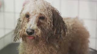Poodle Vs  Doodle Understanding The Differences Between Poodle Mixes