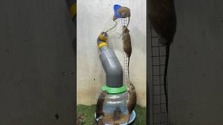 Best home mouse trap/rat trap #mouse #rattrap #rat
