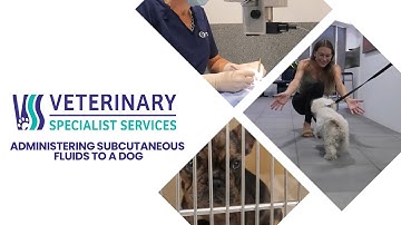 Administering subcutaneous fluids to a dog