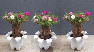ý tưởng trồng hoa mười giờ kiểu bonsai đơn giản | cách trồng hoa mười giờ