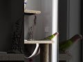 Jimmy my Princess Parrot