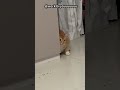 🥺 Shy Kitty Hiding Behind the Wall Again… So Cute