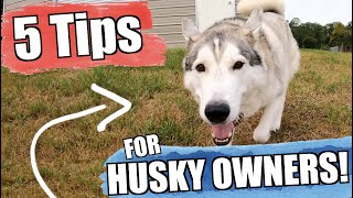 5 Tips YOU SHOULD KNOW When Getting A Siberian Husky!!!