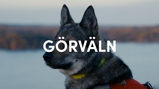 Wet and dark end of autumn hike with Tamaskan dog by Emil Sahlén 168 views 5 months ago 8 minutes, 17 seconds