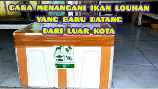 cara menangani ikan louhan yang baru datang dari luar kota