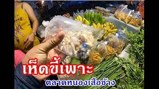 Fresh market in Thailand ตลาดหนองเสือช้าง  เคยเห็นกันมั้ย? เห็ดขี้เพาะ! มาเด้อกินข้าวแลงนำกัน