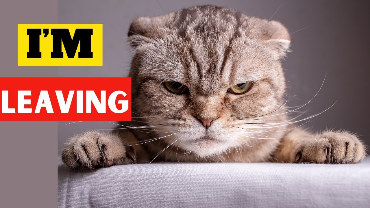 Why do cats Leave From Home and NEVER COME BACK? YouTube