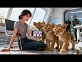 The Human Shared Her Phone With The Cub Now The Whole Clan Is Obsessed With Cat Videos HFY 