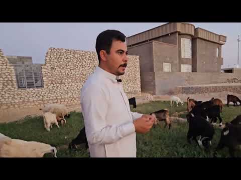 مشروع ربط الجدايا من الصفر ربط الماعز والصخول