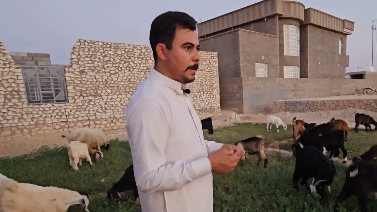 مشروع ربط الجدايا من الصفر ربط الماعز والصخول