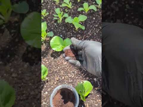 Coffee Grounds to get rid of bugs in the garden hqdefault