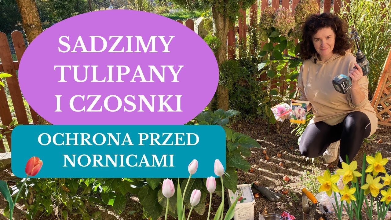 Mączka bazaltowa - najlepsza ochrona cebul przed nornicami - Jak usprawnić sadzenie tulipanów?