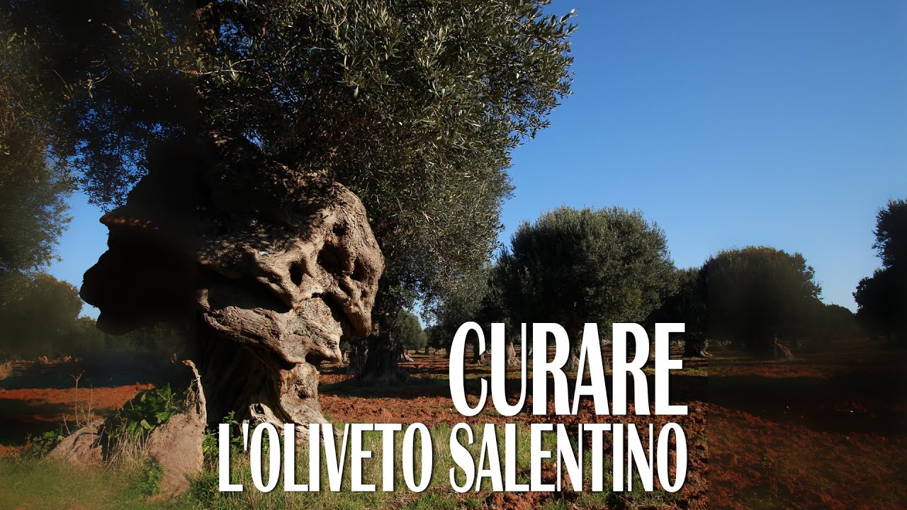 Curare gli oliveti salentini