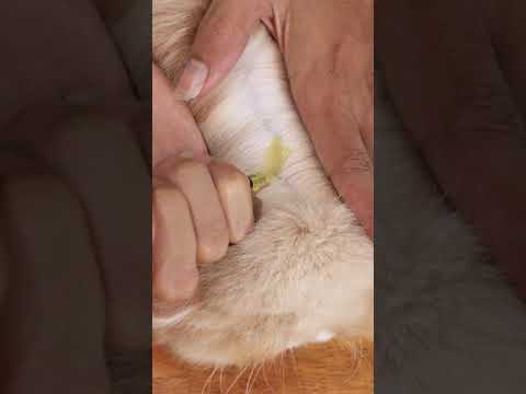 Video: Cara Memberi Pil Fleas Comfortis Kucing