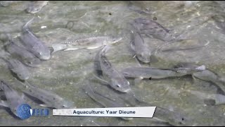 AQUACULTURE AU SÉNÉGAL screenshot 4