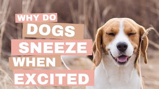 Why Do Dogs Sneeze When Excited or Playing?