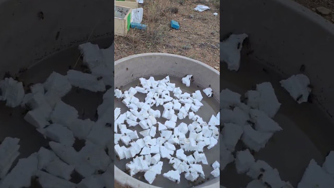 الطريقه الصحيحه للتعامل مع طرود النحل المصري المستورد