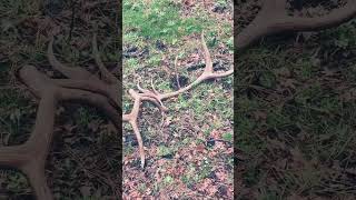 Celebrity First browns for 2026.! #antlers #elk #shedhunting #shedseason #wmatreztines Profile