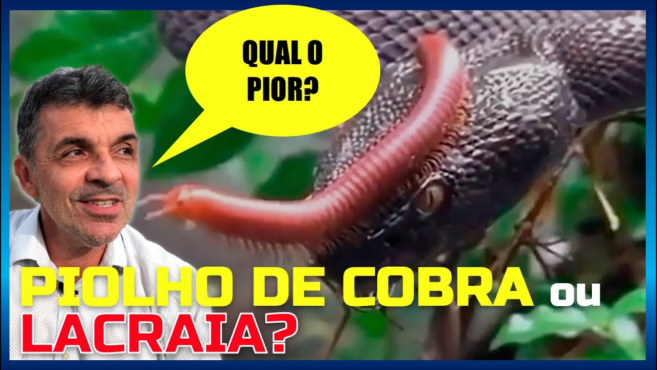 PIOLHO DE COBRA OU LACRAIA: QUAL O PIOR? - YouTube