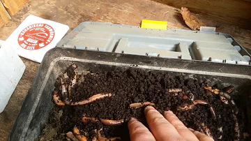 Wie kann man Würmer selber züchten?