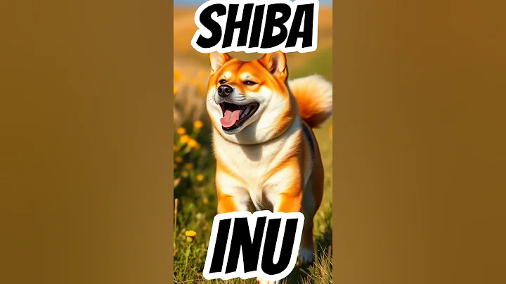 Discover the Charming Shiba Inu!