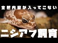 内容が入ってこないニシアフ飼育 内容が入ってこないニシアフ飼育