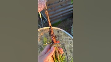 Harvesting carrots is always a surprise...