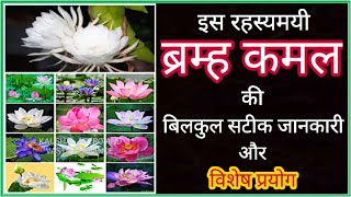 ब्रम्ह कमल का फुल | Brahma Kamal Flower / रहस्यमयी ब्रम्हकमल का विशेष प्रयोग Brahma Kamal Ka Mahatva