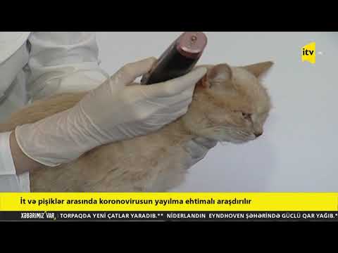 Video: Pişiklərdə Koronavirus